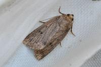Amphipyra tragopoginis