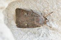 Xestia xanthographa