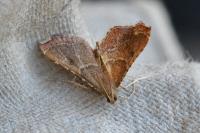 Endotricha flammealis