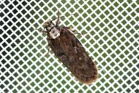 Agonopterix liturosa