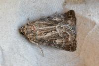 Thalpophila matura