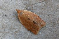 Clepsis consimilana