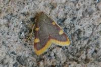 Hypsopygia costalis