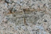 Peribatodes rhomboidaria rhomboidaria