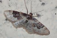 Idaea rusticata