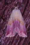 Eublemma purpurina