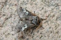Diloba caeruleocephala