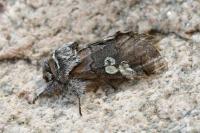 Diloba caeruleocephala