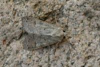 Ammoconia caecimacula