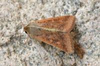 Helicoverpa armigera