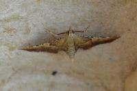 Endotricha flammealis