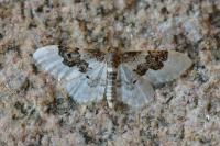 Idaea rusticata