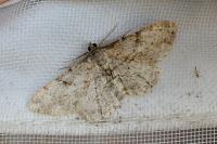 Peribatodes rhomboidaria rhomboidaria