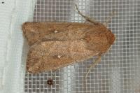 Mythimna albipuncta