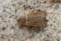 Agrochola lychnidis