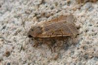 Agrochola lychnidis