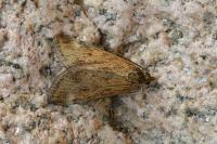 Pyrausta despicata despicata