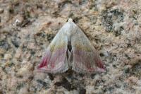 Eublemma purpurina