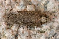 Depressaria albipunctella