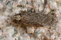 Depressaria albipunctella