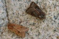 Anchoscelis lunosa