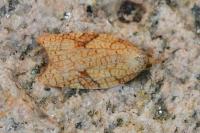 Acleris rhombana