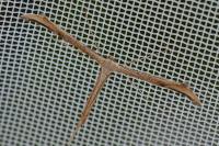 Emmelina monodactyla