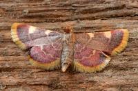 Hypsopygia costalis