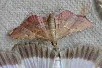 Endotricha flammealis