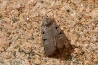 Eugnorisma glareosa