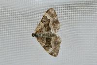 Epirrhoe alternata