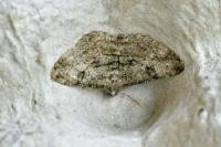 Peribatodes rhomboidaria rhomboidaria