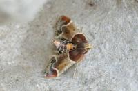 Pyralis farinalis
