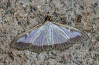 Cydalima perspectalis