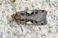 Xestia c-nigrum