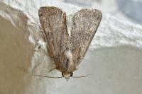 Xestia xanthographa