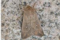 Mythimna albipuncta