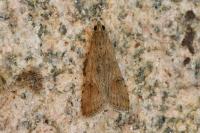Nomophila noctuella
