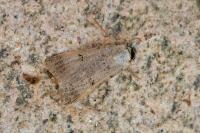 Lygephila craccae