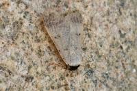 Lygephila craccae