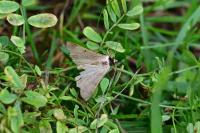 Lygephila craccae
