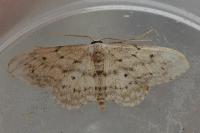 Idaea seriata