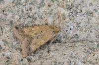Helicoverpa armigera