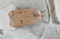 Noctua comes
