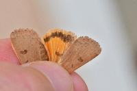 Noctua comes
