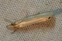 Crambus perlellus