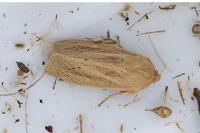 Rhizedra lutosa