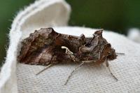 Autographa gamma