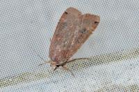 Noctua pronuba