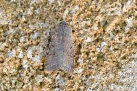 Agrochola lychnidis